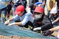 大きく育ってね!紅はるかの苗植え